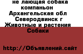 не лающая собака компаньон  - Архангельская обл., Северодвинск г. Животные и растения » Собаки   